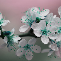 Buy canvas prints of Teal Blossom by Anthony Michael 