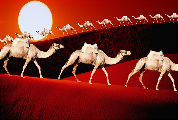 Camel Train Picture Board by Anthony Michael 