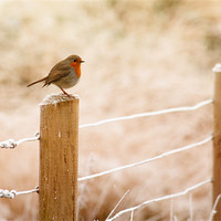 Buy canvas prints of The European Robin by Anthony Michael 