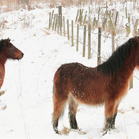 Buy canvas prints of Ponies In The Snow by Anthony Michael 