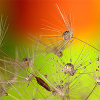 Buy canvas prints of Water Droplets On Dandelion Seeds by Anthony Michael 