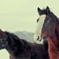 Buy canvas prints of Horses in winter by Anthony Michael 