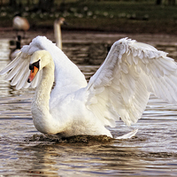 Buy canvas prints of Feathered Elegance by Anthony Michael 