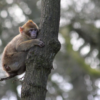 Buy canvas prints of Baby Barbary macaque by Anthony Michael 