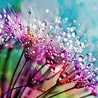 Buy canvas prints of Rainbow Water Droplets by Anthony Michael 