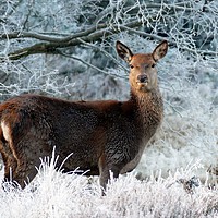 Buy canvas prints of Lone Deer In Winter by Anthony Michael 