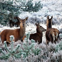 Buy canvas prints of Deer Family In Winter by Anthony Michael 