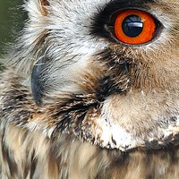 Buy canvas prints of Owl Portrait  by Anthony Michael 