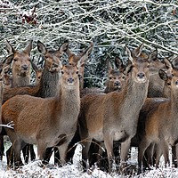Buy canvas prints of Herd Of Deer by Anthony Michael 