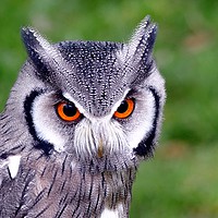 Buy canvas prints of Southern White Faced Owl by Anthony Michael 