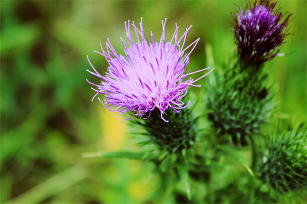Pink And Purple Scottish Thistles Picture Board by Anthony Michael 