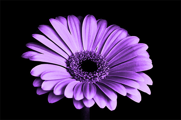 Purple Gerbera Flower Picture Board by Anthony Michael 