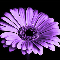 Buy canvas prints of Purple Gerbera Flower by Anthony Michael 