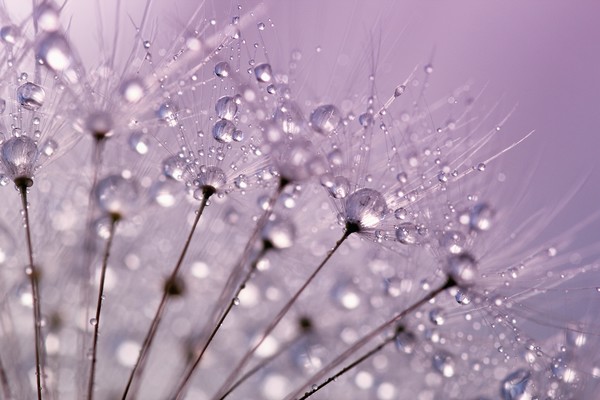 Purple Water Droplets Picture Board by Anthony Michael 