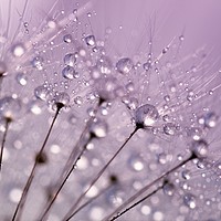 Buy canvas prints of Purple Water Droplets by Anthony Michael 