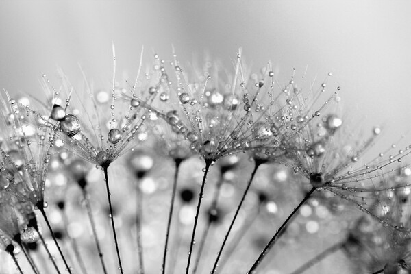 Water Droplets Black & White Picture Board by Anthony Michael 