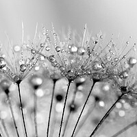 Buy canvas prints of Water Droplets Black & White by Anthony Michael 