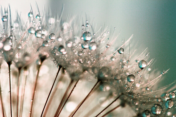 Dandelion Water Droplets Picture Board by Anthony Michael 