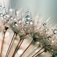 Buy canvas prints of Dandelion Water Droplets by Anthony Michael 