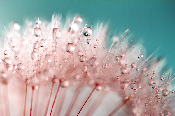 Water Droplets Pink &  Blue Picture Board by Anthony Michael 