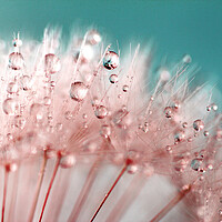 Buy canvas prints of Water Droplets Pink &  Blue by Anthony Michael 