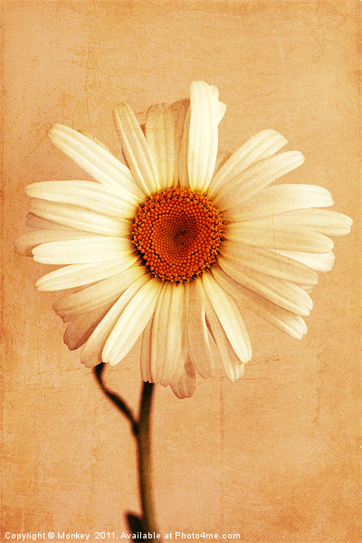 Large Daisy Flower Picture Board by Anthony Michael 