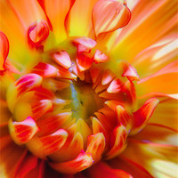 Buy canvas prints of Dahlia by Chris Manfield
