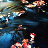 Buy canvas prints of leaves in the Stream by Chris Manfield