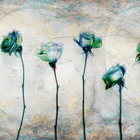 Buy canvas prints of Painting the roses by Chris Manfield