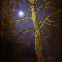 Buy canvas prints of By The Light Of The Moon by Chris Manfield