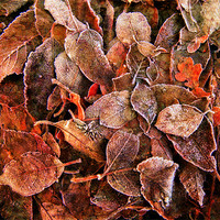 Buy canvas prints of The Leaves Upon The Ground by Chris Manfield