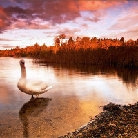 Buy canvas prints of Swan On The Lake by Chris Manfield