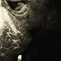Buy canvas prints of Elephantus by Chris Manfield