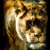 Buy canvas prints of Panthera leo by Chris Manfield