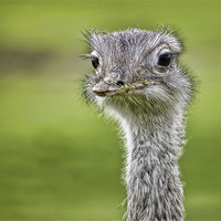 Buy canvas prints of Ostrich by Sam Smith