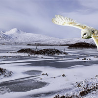 Buy canvas prints of Owl flying over Rannoch Moor by Sam Smith