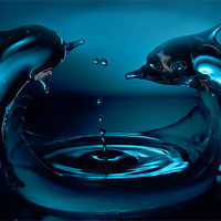 Buy canvas prints of Dolphin splash by Sam Smith