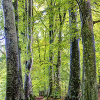 Buy canvas prints of Woodland Path by Sam Smith
