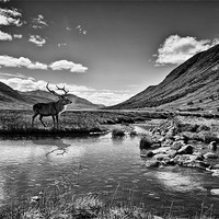 Buy canvas prints of Lone Stag by Sam Smith