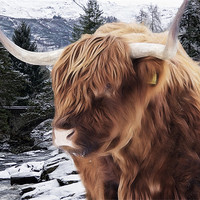 Buy canvas prints of Highland Cattle by Sam Smith