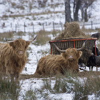 Buy canvas prints of Highland Cattle by Sam Smith