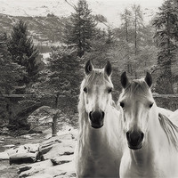 Buy canvas prints of White Horses by Sam Smith