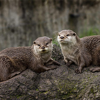 Buy canvas prints of Otters by Sam Smith