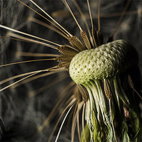 Buy canvas prints of Seed head by Sam Smith