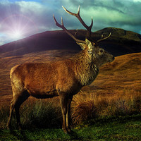 Buy canvas prints of Sunset Stag by Sam Smith