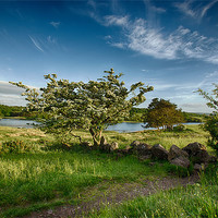 Buy canvas prints of Hawthorn Tree by Sam Smith