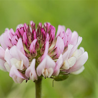Buy canvas prints of Clover Flower by Sam Smith