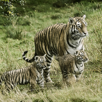 Buy canvas prints of Tiger cubs by Sam Smith