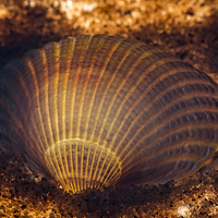 Buy canvas prints of Clam shell by Sam Smith