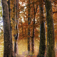 Buy canvas prints of Autumn Path by Sam Smith